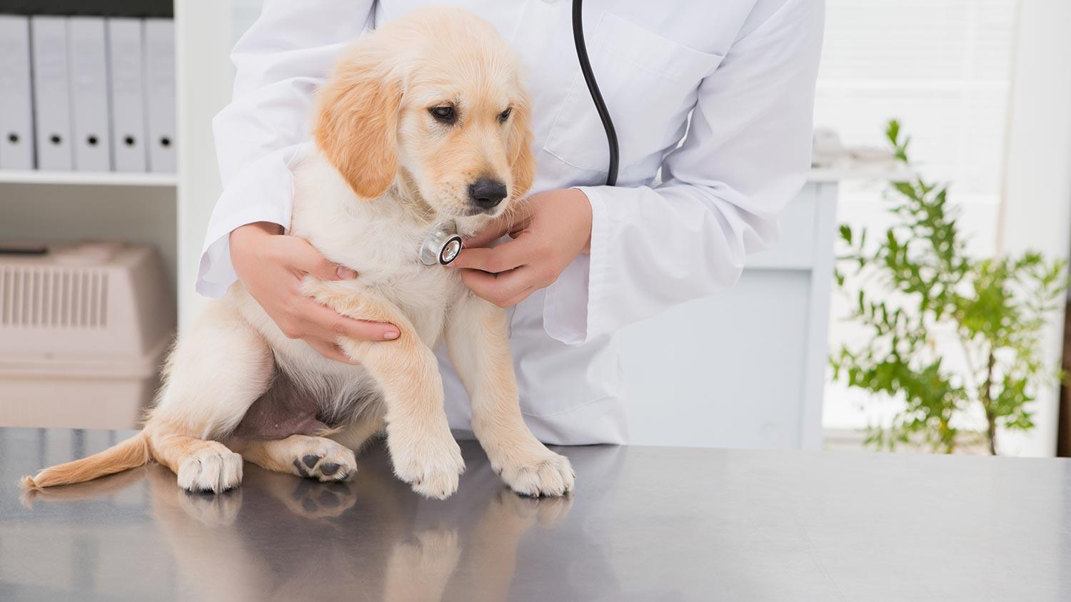 Image result for pet insurance